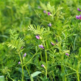Two Year Legume Fallow with Timothy (CNUM3)